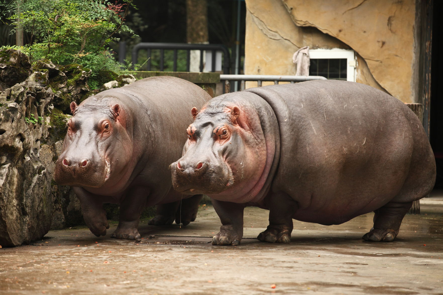 Hippopotamus Fact #17